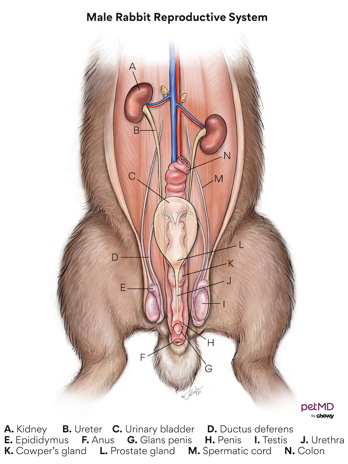 Male rabbit reproductive system; a diagram of the male rabbit reproductive system.